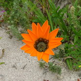 The biodiversity of Romansbaai